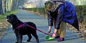 cacca cani