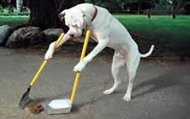 Cane che raccoglie le sue feci