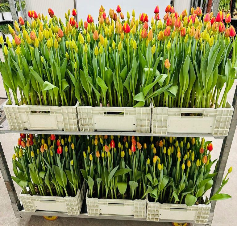 mille_tulipani