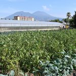Agricoltura Napoli Est