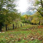 castagno-serino