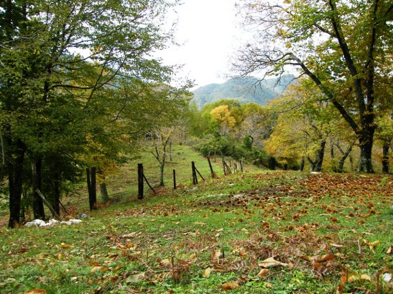 castagno-serino