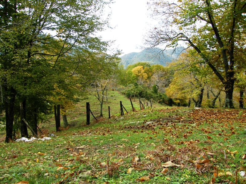 castagno-serino