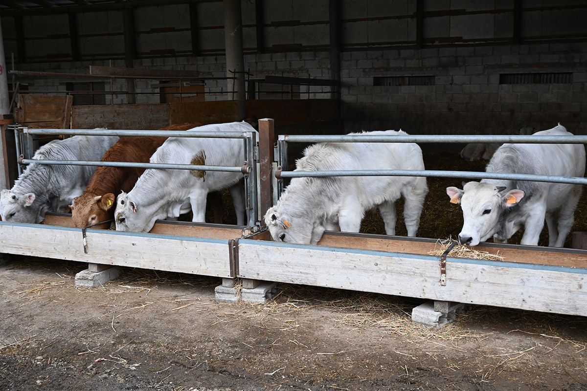 Coldiretti Caserta: stop alle pratiche sleali per difendere reddito degli allevatori bovini
