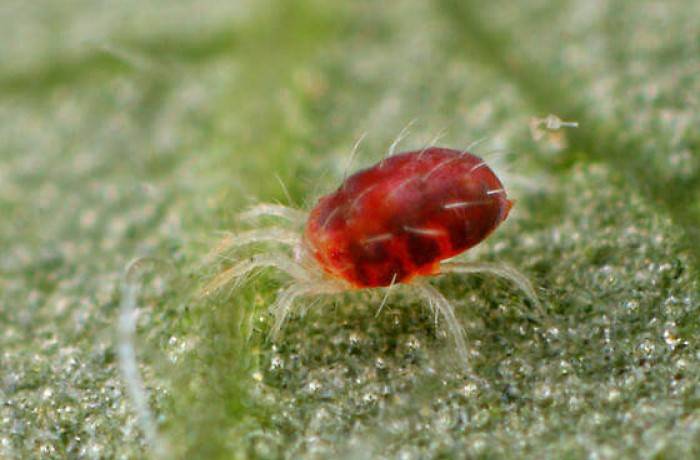 Il ragnetto rosso mette le Fragole in pericolo, la Coldiretti Caserta lancia l’allarme