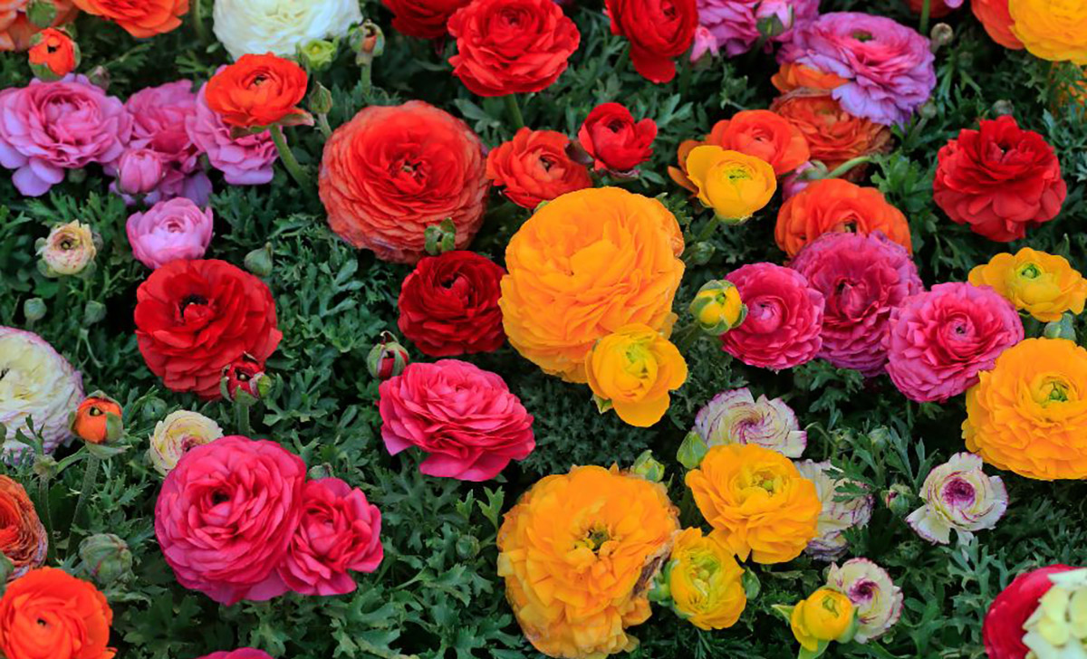 SAN VALENTINO: COLDIRETTI, DAL RANUNCOLO DELLA CAMPANIA ALLA VIOLACIOCCA, LA RIVINCITA DEL FIORE ITALIANO